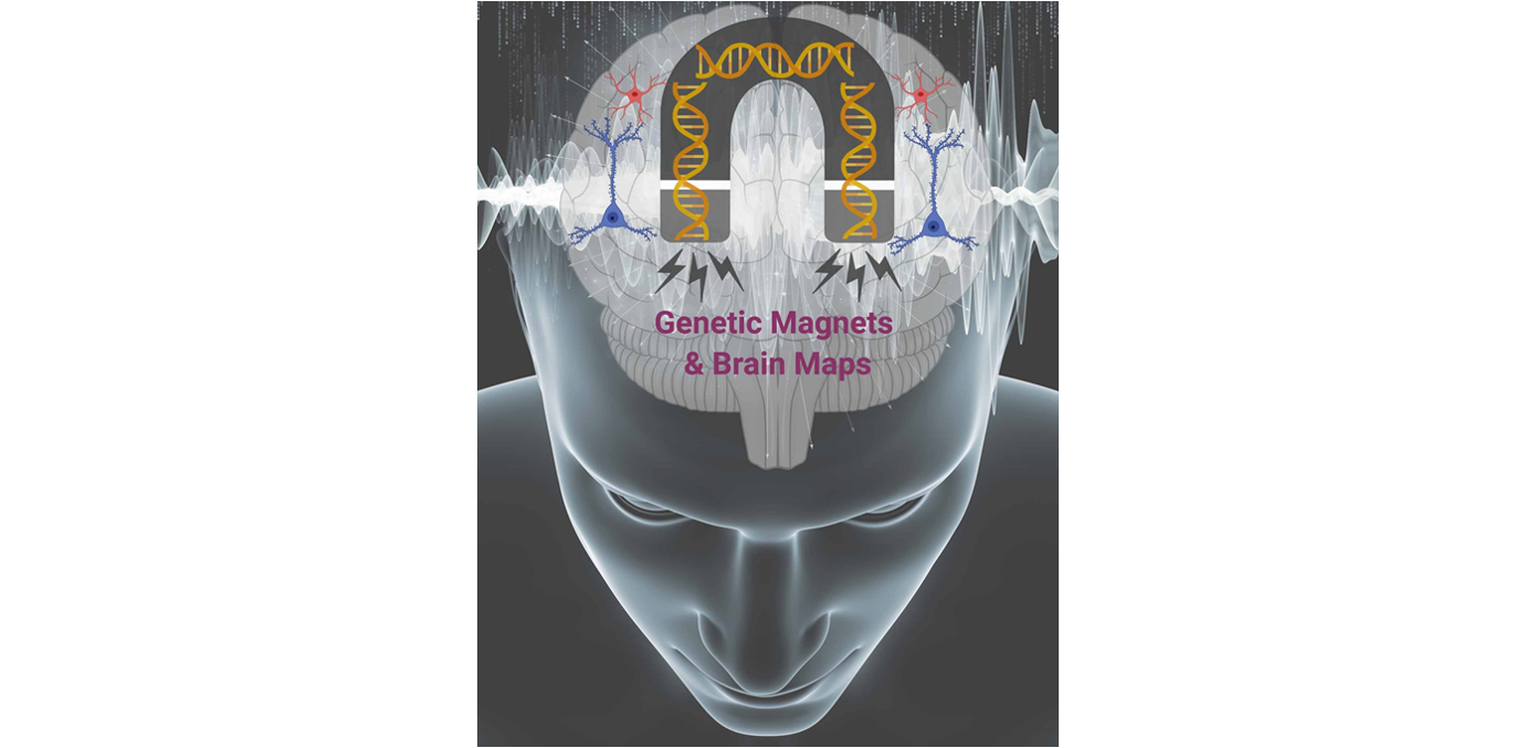 A novel genetic indicator transforms brain activity into a magnetic signal allowing for full brain scale activity mapping during experience over time.