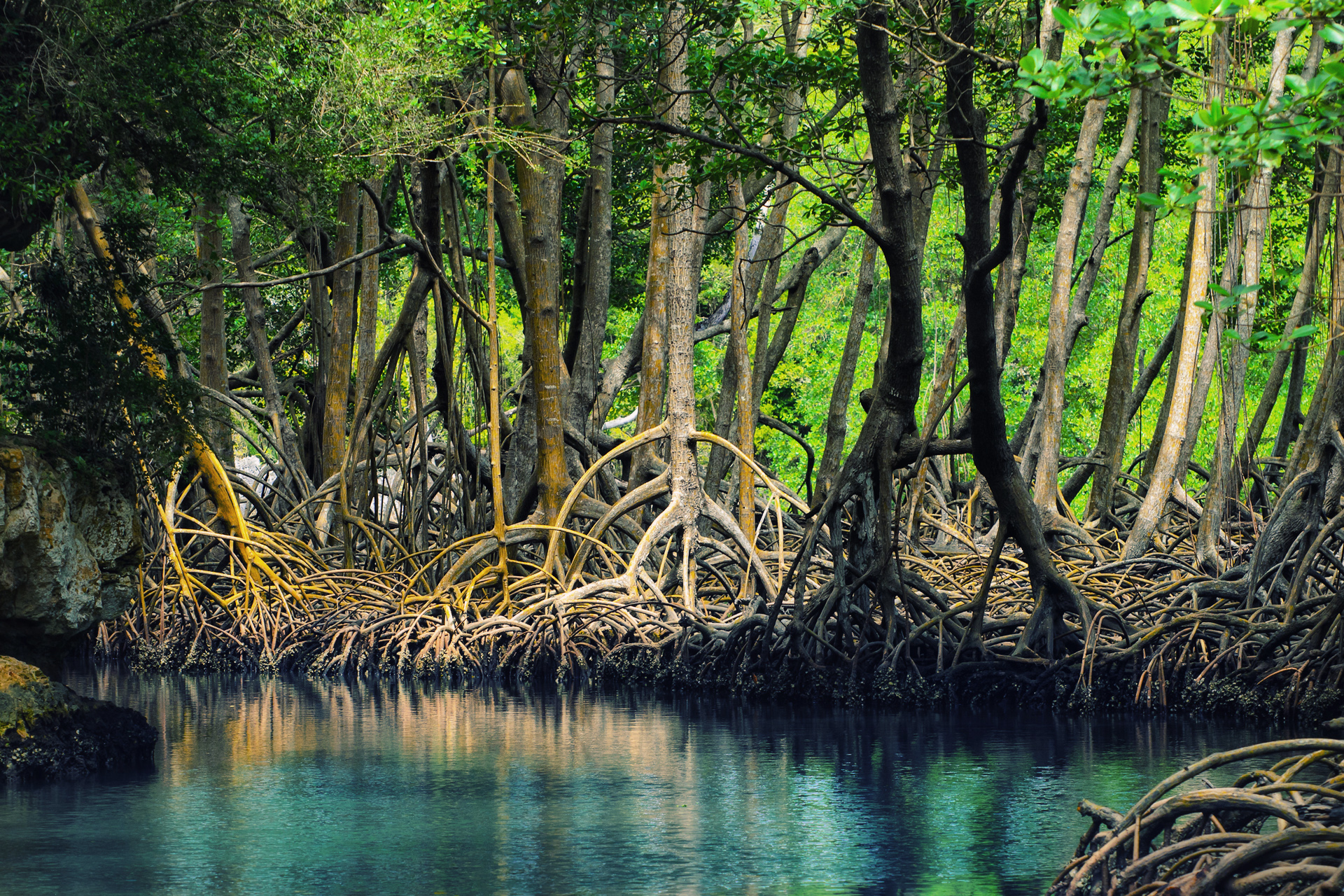 Mangrove