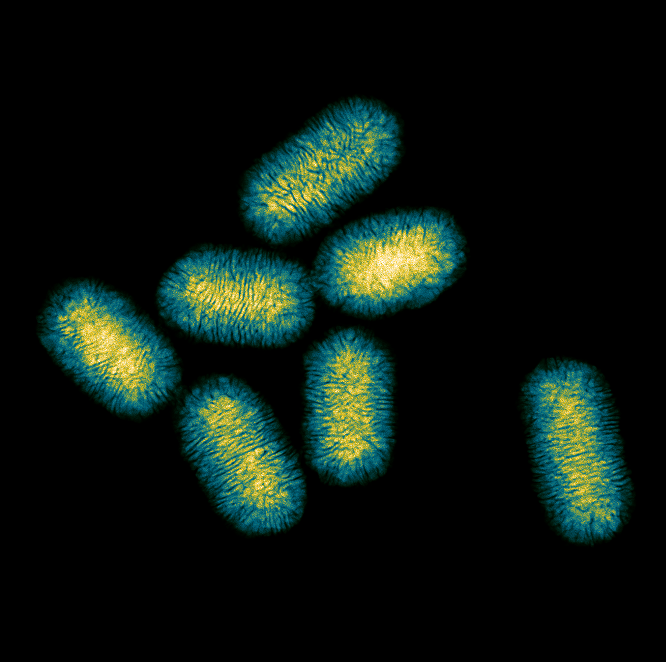 Nanotornillos metalicos Nanotornillos metalicos