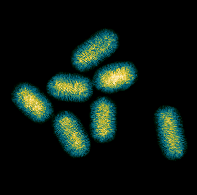 Nanotornillos metalicos