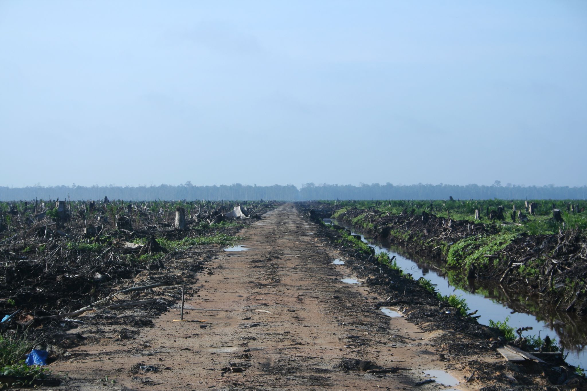 Palm Oil plantation in Indonesia