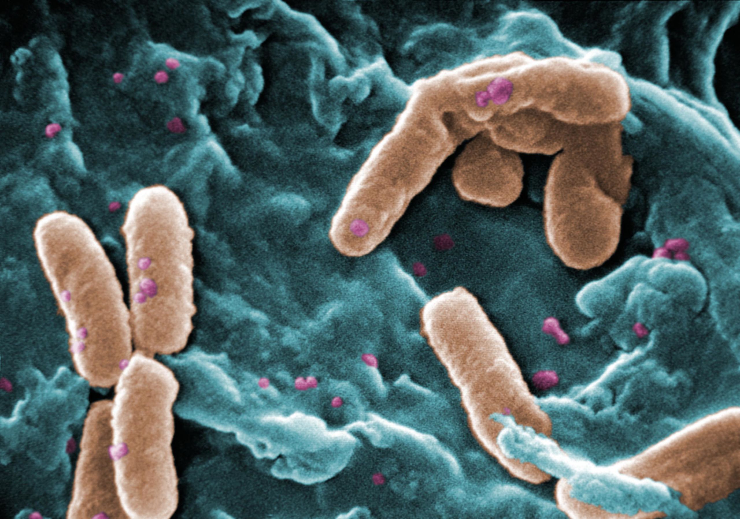 Pseudomonas Pseudomonas