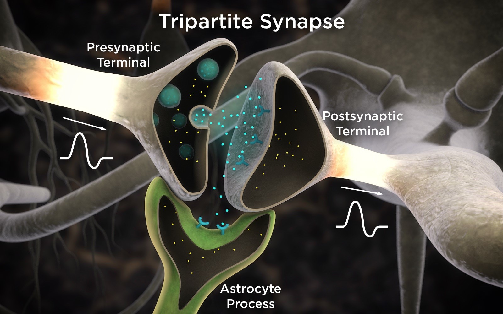 Astrocytes control mapping of synaptic connections and memories |  Ikerbasque Basque Foundation for Science