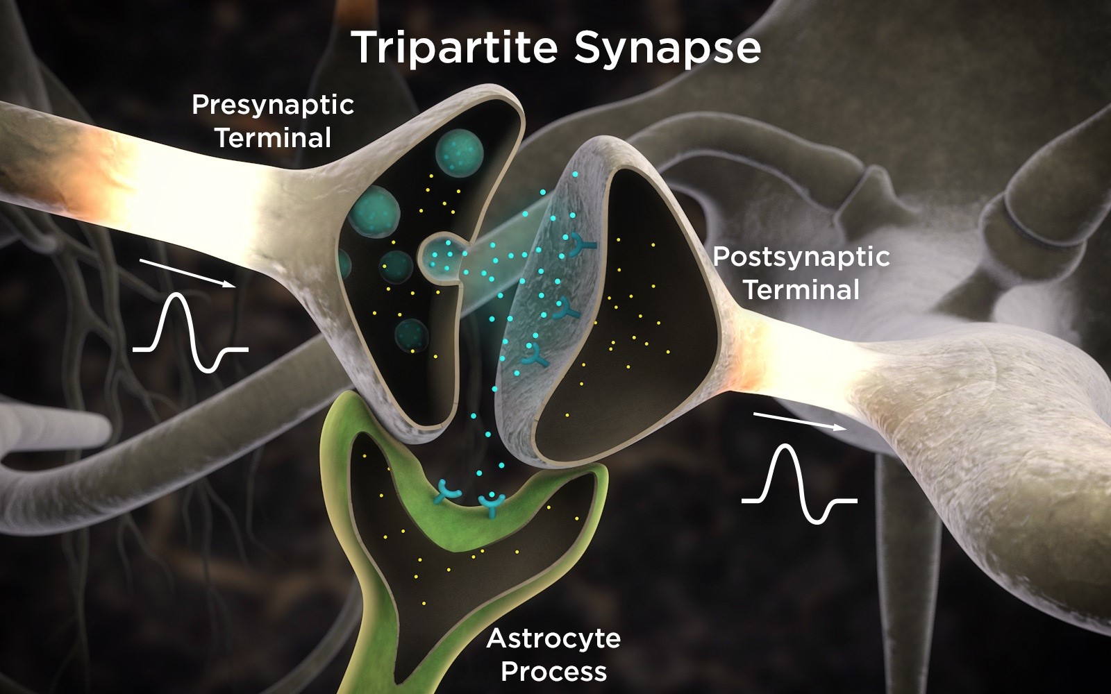 Synapse gliotransmission